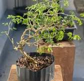 Fukinagashi (windswept style) brazilian rain tree, first ...
