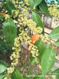 Image result for Suregada