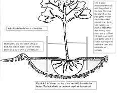 Planting A Tree Correctly Just Fruits And Exotics