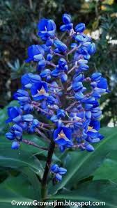 Image result for Dichorisandra