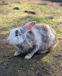 Image result for tbn:nuNU7FPK4A54yM::rvforsaleguide.com/images/bunny-resting-picture.jpg