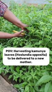 Image result for Hoslundia