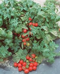 I'll be planting more seeds using the aerogarden soon for fall/winter tomatoes. Hobart Kitchen Gardens Tomato Varieties 2019