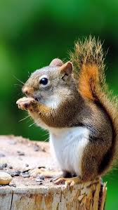 Popular genre landscape cool iphone android watch mac pc. Cute Squirrel Stump Eating Something 640x1136 Iphone 5 5s 5c Se Wallpaper Background Picture Image