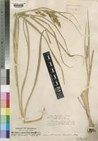 Image result for Carex chlorosaccus