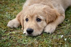 The puppies are absolutely stunning!! Sad Golden Retriever Puppy World Animal News