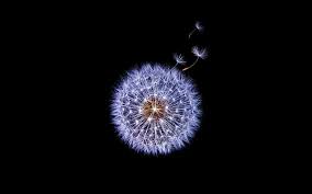 Hd Wallpaper Dandelion Flower Samsung Galaxy S9 Stock 4k Wallpaper Flare