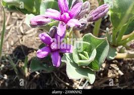 Image result for Raphionacme hirsuta