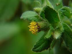 Image result for Blumea adamsii