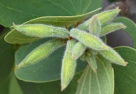 Image result for Bauhinia burrowsii