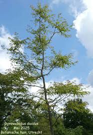 Image result for Guibourtia conjugata