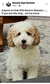 Lost Pets of Wayne County, Ohio