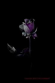 Beautiful shruti hassan, women's black, purple, and white sleeveless. 3 365 Midnight Rose Dark Purple Flowers Dark Flowers Black Rose Flower