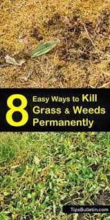 Among the many techniques on how to get rid of weeds you may have in mind, none beats using boiled water. Weed Control