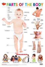 Ankle, aorta, back, backwards, bite, blue+eyes, body, body parts, bone, brain, brown eyes, butt, calf, calves, cartoon eyes. Body Parts Chart Danada