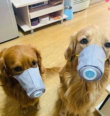 Scared Of Coronavirus Chinese People Have Started Putting Masks On Their Pets Bored Panda Why not wear one while you do this set of 8 woodland animals masks is designed for everyday fun, great for dress up and.