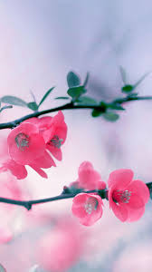 See more ideas about pretty wallpapers, queens wallpaper, cute wallpapers. Iphone Wallpaper For Girls Flowers
