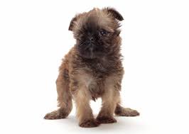 11 Tiny Dogs Under 15 Pounds Who Stay Cute And Small