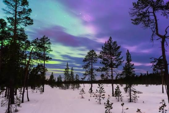 Aurora Borealis over Arctic forest