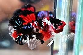 No 4 Hmpk Koi Betta Fish Male Koi Betta Betta Fish Betta