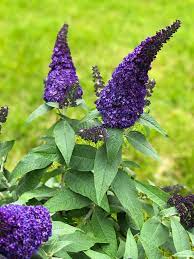 Oh My Goodness The Pugster Blue Is Amazing Right Now You Want A Show Stopping Shrub This One Will Do The It The Blo Flowering Shrubs Butterfly Bush Shrubs