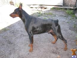 Check spelling or type a new query. Doberman Pinscher Puppy For Sale Nitro Of River Lemon 4 Years Old