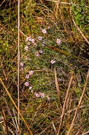 Image result for Athrixia