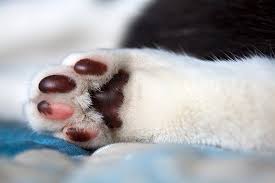 Removing the dew claw to prevent infection spread is certainly not the same thing as declawing. Footpad Injury In Cats Symptoms Causes Diagnosis Treatment Recovery Management Cost