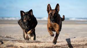 We did not find results for: Dutch Shepherd Vs German Shepherd Differences Similarities