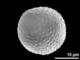 Image result for Stanfieldiella imperforata