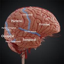Image result for Brain Gyri