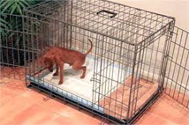 There are many reasons why puppies cry or whine especially when they are inside their crates. Crate Training Your New Puppy Meadowlands Veterinary Hospital