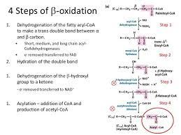 Beta Oxidation Biochemistry Notes Study Chemistry Biochemistry