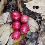 Image result for Pseudospondias microcarpa