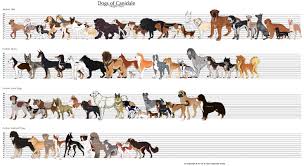25 Images Dog Breed Chart