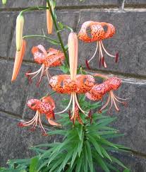 危険になりうる身近な植物10種 人 動物への毒性 Ailovei