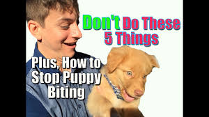 In most cases, a dog displaying aggressive behaviors (lifting his lip, stiffening his body, snarling) is trying to communicate fear or anxiety. How To Stop Puppy Biting And Don T Do These 5 Things When Training Your Puppy Youtube