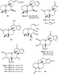 Image result for Stomatanthes sp.no.1