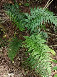 Image result for Asplenium rukararense