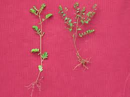 Image result for Phyllanthus martinii