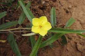 Image result for Melhania prostrata