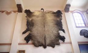 Maybe you would like to learn more about one of these? 4 254 Bear Skin Photos Free Royalty Free Stock Photos From Dreamstime