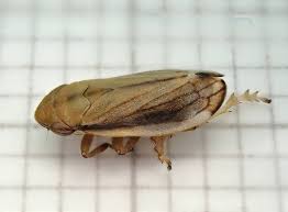 Image result for Nesaea linearis