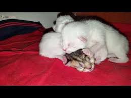 kedi ve kopek asilama takvimi ve onemi kac gunlukken hangi asilar uygulanmali youtube kedi kopek youtube