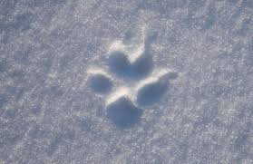 Rätsel tierspuren erkennen #schneeschuhwandern #schnee #tierspuren #outdoor. Tierspuren Im Schnee Erkennen Servus