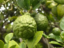 Bergamot Fcf Essential Oil Therapeutic Quality From Artisan Aromatics Essential Oils Bergamot Oils