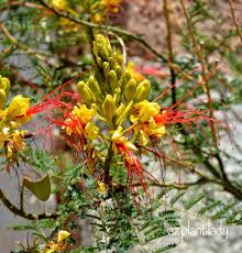 Bird Of Paradise Bush Arizona The Beautiful Flower Of Yellow Bird Of Paradise Caesalpinia Gilliesii Which Blooms Late Spring Through Early Plants Indoor Outdoor Plants Full Sun Garden