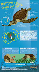 Anatomy Of The Green Sea Turtle Chelonia Mydas Marine Biology Green Sea Turtle Sea Turtle