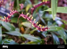Image result for Bulbophyllum falcatum