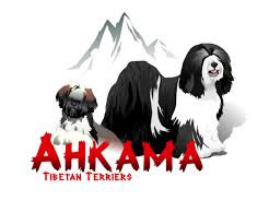 Find tibetan terrier puppies that are ready to take home immediately or will be available shortly from some of the top breeders in the country. Falamandus Tibetan Terriers Home Facebook